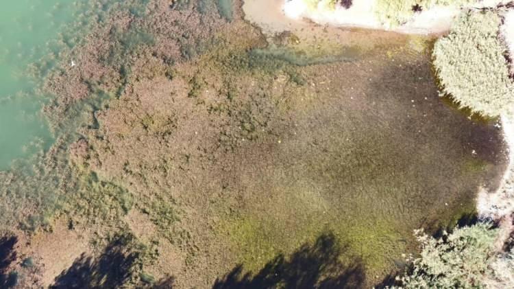 <p>Bitki örtüsü ile birlikte sudaki oksijen miktarı azalınca ötrofikasyon olayı meydana geldi. Ötrofikasyon nedeniyle gölün bir kısmı ise yeşile büründü. Gölbaşı Gölü daha önceki yıllarda görülmemiş bir şekilde bir bitki örtüsü ve yeşil renkle kaplandı.</p>