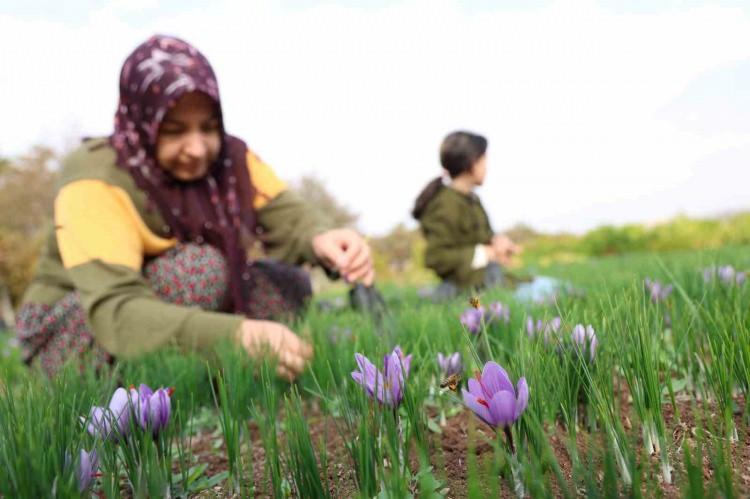 <p><strong>Hücre yenileme ve vücut direnci yükseltme özelliği bulunan dünyanın en pahalı baharatı olarak bilinen safran ayrıca; gıda, ilaç, kozmetik gibi birçok alanda kullanımı ile biliniyor.</strong></p>
<p> </p>