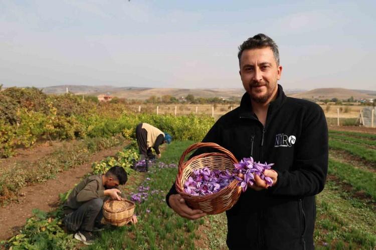 <p><strong>DÜNYANIN EN PAHALI BAHARATI</strong></p>

<p><strong>Bitkinin güzel verim verdiğini gören Çalışkan, ikinci sene daha fazla soğan alarak yaklaşık bir dönüm alana safran ekti. Bu yıl 3’üncü hasadını yapan ve ailesiyle birlikte açan çiçekleri toplayan Çalışkan, gramını 150 ile 200 lira arası satıyor. </strong></p>

