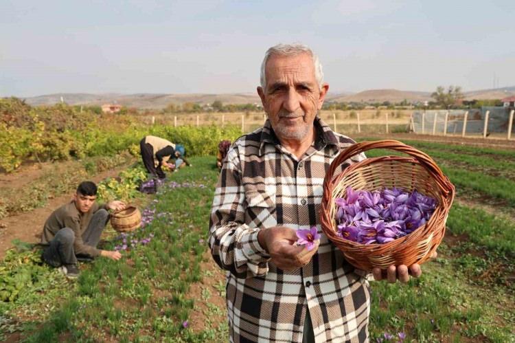 <p><strong>Baba Ali Rıza Çalışkan ise ’<span style="color:#B22222"><em>’Biz ailecek birlikte bu işi yapıyoruz ve şu anda da hasadını yapıyoruz. Safran bitkisinin geniş bir yelpazesi var. Tıbbi ve aromatik bir bitkidir. </em></span></strong></p>