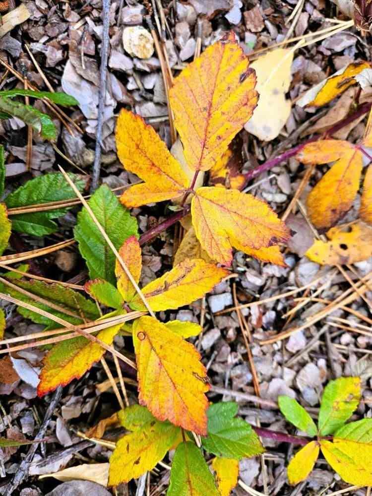 <p><span style="color:#000000"><strong>Sonbaharın muhteşem renkleri i&ccedil;erisinde ve burada 33 tane toplam endemik bitki var. İsvi&ccedil;re gibi bir memlekette 5 tane endemik bitki olduğu ve bunu kullanan bir gastronomi ve farklı alanlarda iştigaller ama Sındırgını sadece Ulus Dağı'nda 33 tane endemik bitki bu coğrafyanın ne kadar kıymetli olduğunu g&ouml;steriyor."</strong></span></p>
