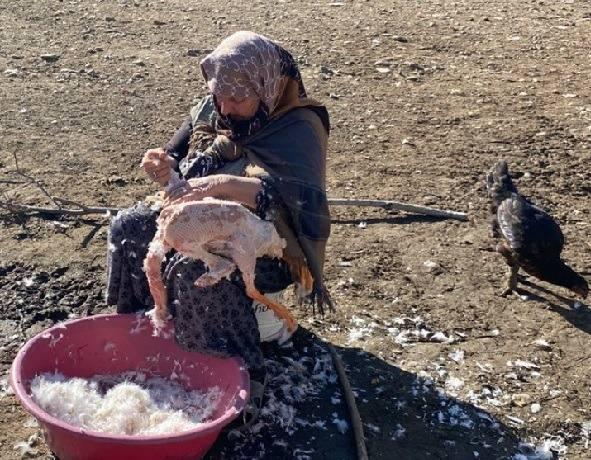 <p><strong>Akyaka ilçesi Karahan köyünde de yaz boyunca otlattığı 100 kazı kestiren 4 çocuk annesi Sarıgül Kaçan ise bu kadınlardan biri.</strong></p>

<p> </p>
