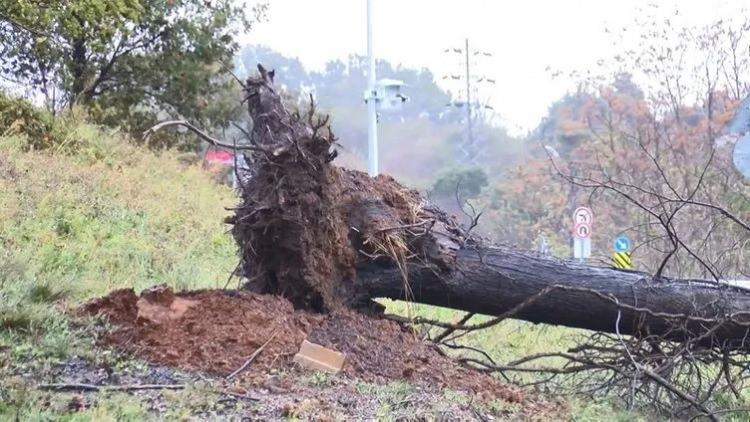 <p><strong>SARIYER'DE AĞAÇLAR YOLA DEVRİLDİ</strong></p>
<p>Zekeriyaköy Mahallesi Kilyos Caddesi ve Rumeli Feneri Yolu üzerinde devrilen ağaçlar yolu trafiğe kapattı.</p>