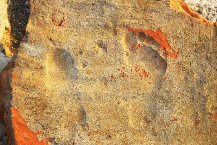 <p> "Roma hamamının bölümlerini açığa çıkardık"</p>
<p> </p>
<p>Bilal Söğüt, önceki yıllarda yürütülen çalışmalarda batı cadde ve 92 kişilik latrinayı (umumi tuvalet) açığa çıkardıklarını anlatarak, "Bu yıl da batı caddenin yanında Roma hamamının jimnastik ve spor bölümleri palestra ile girişte soyunmalık apodytorium ve içinde havuz bulunan soğukluk bölümü olan frigidariumda çalışmaya başlamıştık. Bu yıl frigidarium bölümünün kazısını tamamladık." dedi.</p>
