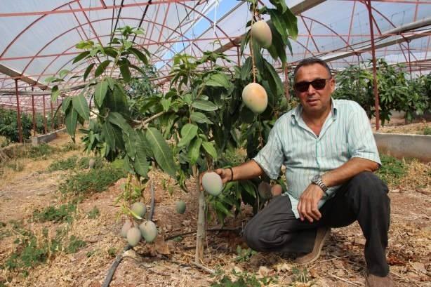 <p><strong>Antalya Kumluca'da sera sahibi olan Ertan Parçaoğlu, domates seralarını sökerek mango bahçesi oluşturdu. 4 dönümlük bahçeye yaklaşık 300 mango meyvesi diken Parçaoğlu, 3 yıl önce diktiği fidanlardan ilk meyvesini aldı.</strong></p>
