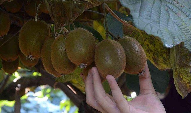 <p>Buna rağmen, büyük kısmı yurt dışına ihraç edilen kivinin Ordu ili ekonomisine yaklaşık 100 milyon TL katkı sunması hedefleniyor.</p>
<p> </p>