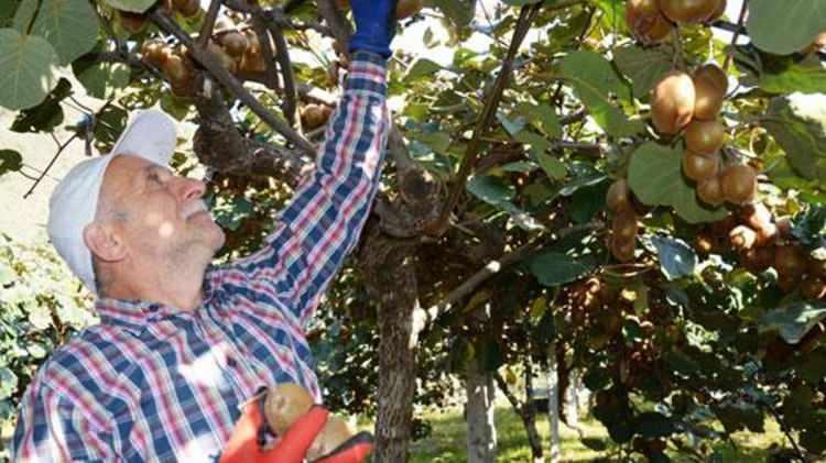 <p>“Kivi toplaması bölgelere göre değişiyor. Aroması 6,5-7’ye ulaştığında toplanıyor. Bizim kivimiz şu anda olgunlaştı ve hasada başladık” diye konuştu.</p>
<p> </p>