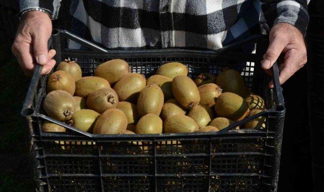 <p>Kivinin Ordu'ya getirisinin güzel olduğunu ve bu yıl 20 TL’den satılan kivinin ile yaklaşık 100 milyon TL gelir sağlayacağını ifade eden Uzunlar,</p>
<p> </p>