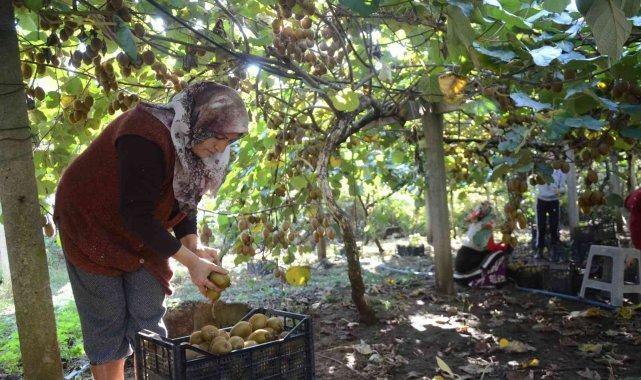 <p>“Ordu kivisi rekolte olarak Yalova’dan sonra geliyordu ancak şu anda Çarşamba Ovası'nda epey bir kivi tarlası var” diyen Yusuf Uzunlar, “Şu anda resmi bir rakam söyleyemiyoruz ama Türkiye’de de ilk kez coğrafi işaret belgesi alan Ordu kivisi. </p>
<p> </p>