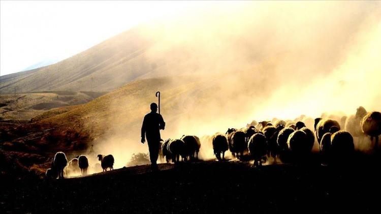 <p>Yaklaşık 40 bin lira verilen çobanlık mesleğini gençler tercih etmiyor.</p>