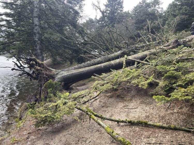 <p>Bolu'daki Gölcük Tabiat Parkı'nda kuvvetli rüzgar nedeniyle çok sayıda ağaç devrildi.</p>

<p> </p>
