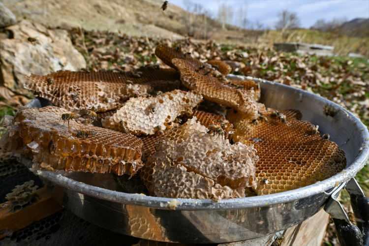 <p>Yuvayı tespit edebilmek için kilometrelerce yol yürüdüklerini anlatan Semo, "Yuvadan 3 saatlik çalışma sonucu 5 kilograma yakın organik bal çıkardık. Bu bal az bulunduğu ve dış etkenlere maruz kalmadan üretildiği için kilogram fiyatı 6 bin liraya kadar ulaşan çok değerli ve özel bir baldır. Balın şifasını bilen müşterilerimiz çoğu zaman ilaç niyetine satın alıyor. Talep üzerine her yere gönderebiliyoruz" dedi.</p>

<p> </p>
