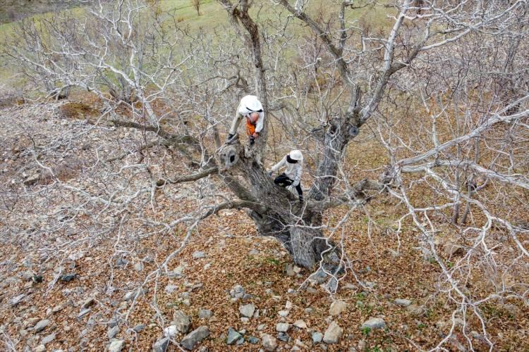 <p>Kentte 30 yıldır arıcılıkla uğraşan 'Arı adam' lakaplı Semo da ilçeye 26 kilometre mesafede bulunan Çılga Mahallesi kırsalındaki bir ceviz ağacının kovuğunda bal arılarının yuva yaptığını belirledi.</p>

<p> </p>
