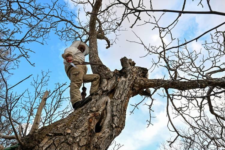 <p>Semo, ağaç kovuğundaki balı çıkarmak için zorlu bir uğraş verdiklerini söyledi.</p>

<p> </p>
