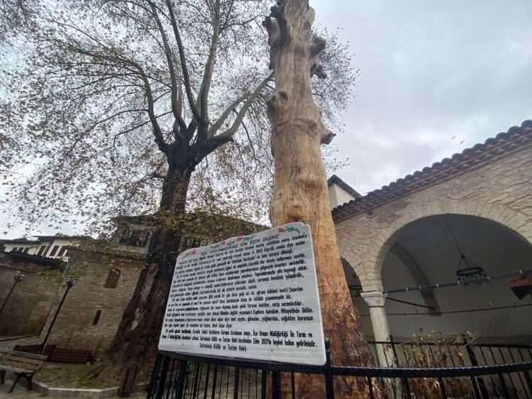 <p>Kökü kesilen ağaç, bir süre sonra kuruldu. Bunun üzerine Safranbolu Kültür ve Turizm Vakfı, çalışma yaptı ve bazı kimyasal kullanılarak ağacın çürümesi engellendi. </p>
