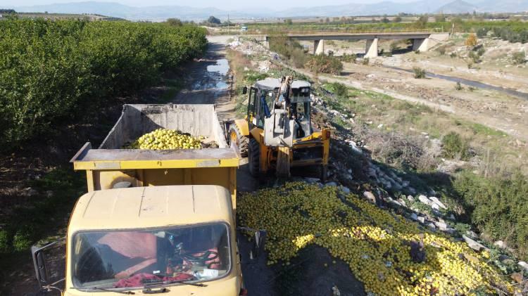 <p>Limonların çevredeki narenciye bahçelerine zarar vermemesi ve bitki hastalıklarına sebep olmaması için iş makinelerine yüklenerek imha edileceği belirtildi. </p>
