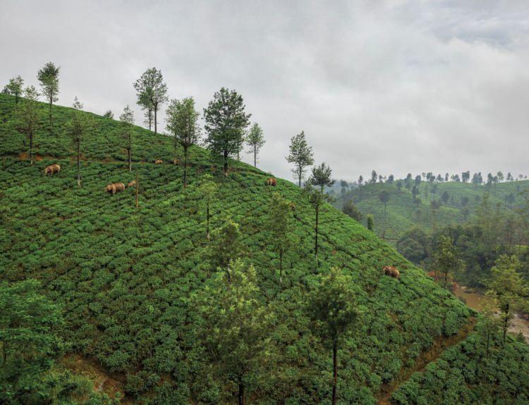 <p><strong><span style="color:#B22222">Valparai Hindistan</span></strong></p>
<p><strong>Filler, 1800'lerin sonlarında bitkisel üretime dönüştürülmeden önce bir zamanlar orman yaşam alanlarının bir parçası olan çay tarlasında dolaşıyor. Bugün bölgede 120 fil arasında yaklaşık 70.000 kişi yaşıyor ve çalışıyor.</strong></p>
<p><span style="color:#B22222">FOTOĞRAF: BRENT STIRTON</span></p>