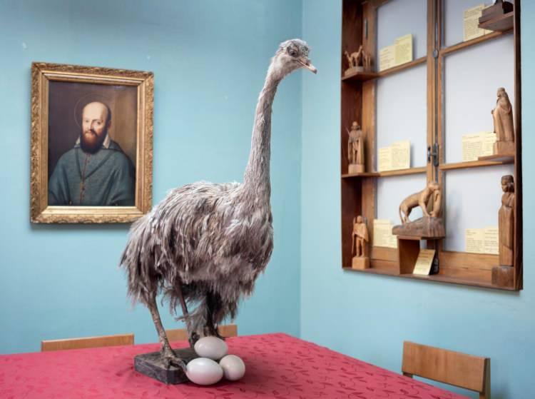 <p><span style="color:#B22222"><strong>Punta Arenas, Şili</strong></span></p>
<p><strong>Adını doğa bilimci Charles Darwin'den alan bir Darwin nandusu, Maggiorino Borgatello müzesinde sergilenmekte. Darwin bu uçamayan kuş türüyle 1834 yılında Patagonya'ya yaptığı bir gezi sırasında karşılaştı. Bu kuşu daha büyük olan Amerikan nandusu ile karşılaştırması, iki türün ortak bir atadan ortaya çıkabileceğini fark etmesine yardımcı oldu.</strong></p>
<p><span style="color:#B22222"><strong>FOTOĞRAF: MARCIO PIMENTA</strong></span></p>