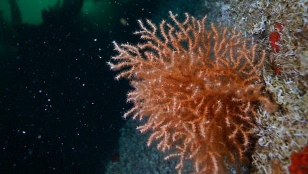 <p>Bilim insanlarının keşfettiği Eleutherobin adı verilen kimyasal, ilk olarak 1990'lı yıllarda Avustralya kıyılarındaki nadir bir mercanda görüldü.</p>

<p> </p>
