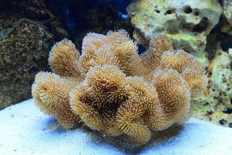 <p><span style="color:#A52A2A"><em><strong>Yüzyıllar sonra gelen keşif milyonlarca insanı fena halde heyecanlandırırken büyük bir hastalığa çare olduğu araştırmasının da sonucunu ortaya koydu. Bilim insanları yumuşak mercanlarda 'Kutsal Kase' adı verilen deniz mercanını yıllar sonra buldu. Deniz mercanının faydaları neler?</strong></em></span></p>

