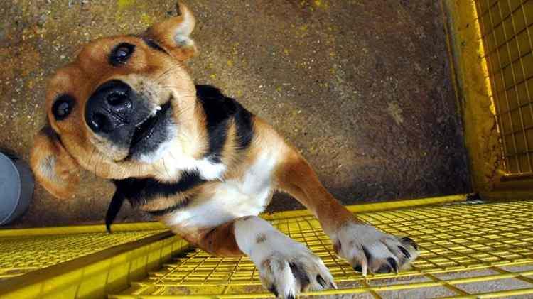 <p><strong>Köpeğinin tüfeğe basmasıyla hayatını kaybetti</strong></p>
