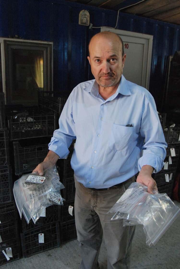 <p>Kültepe kazılarında Kayseri'nin iklimine uygun olmayan birçok bitki ve meyve türüne de rastlanıldığını belirten Prof. Dr. Kulakoğlu, "Örneğin; polen mikroskobik ölçülerde bir objedir. Polen çalışmaları ile biz sadece arkeolojik obje olarak değil, o dönemde kullanılmış objeleri ve yaşamış varlıkları da tespit edebiliyoruz. Çeşitli hayvanlar, bitkiler, madeni kalıntılar gibi birçok unsur kazılarda ortaya çıkıyor. Bunlar arasında günümüzde burada olması imkansız birçok meyve ve sebze de var. Yapılan çalışmalarda fındık, zeytin ya da bu bölgeye has olmayan çoban püskülü gibi birçok bitki, kazılarda karşımıza çıkabiliyor."dedi. </p>