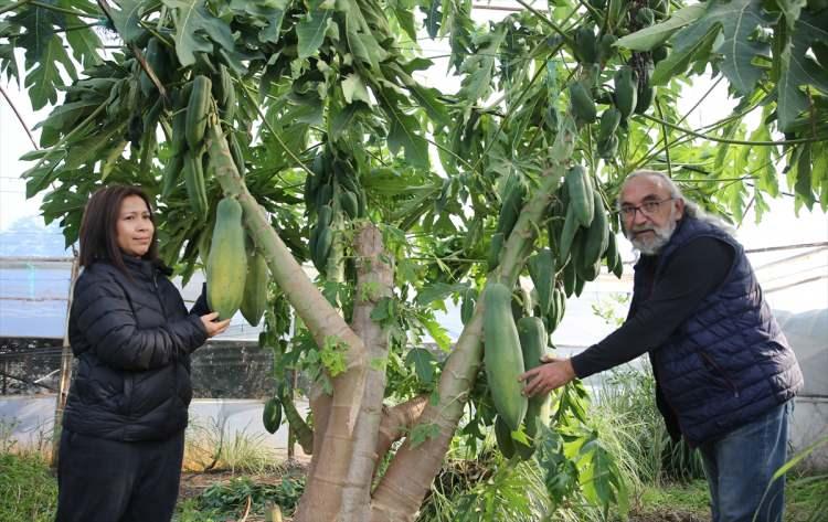 <p>Antalya'nın Aksu ilçesinde yaşayan emekli Mustafa Uysal, Taylandlı eşi Thipphawan'ın çok sevdiği papayayı üretmek için Kovid-19 salgını döneminde hobi olarak 230 metrekare alana dikim yaptı.</p>
<p> </p>