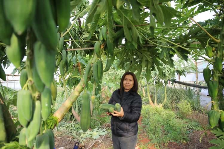 <p>Yıl boyu meyve veren ağaçlardan, tanesi 1-7 kilogram arasında değişen ürün alan Uysal, yeni cinsle birim alandan da daha fazla getiri sağlıyor.</p>
<p> </p>
