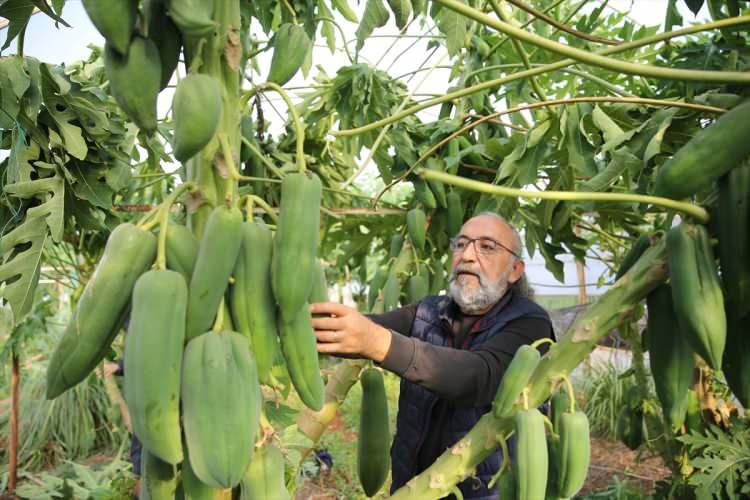 <p>Uysal, AA muhabirine, lif oranı, vitamin, mineral ve güçlü antioksidan özelliğine sahip papaya üretimini hobiden çıkararak ticari boyuta taşıdığını, bir ağaçtan yıllık 50-60 kilogram ürün aldığını söyledi.</p>
<p> </p>