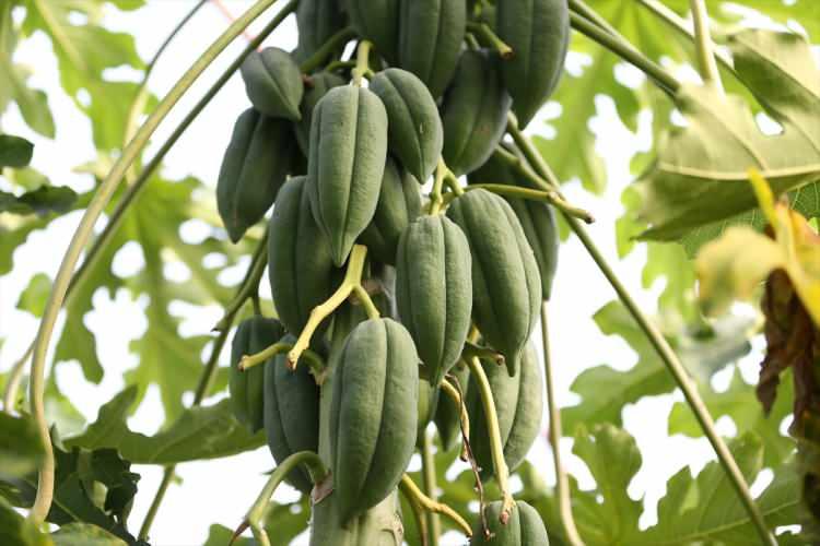 <p>Kurduğu bir dönüm serada 10 ağaçla başladığı yetiştiriciliğe 185 ağaçla devam eden Uysal, uzun denemeler sonucu Tayland'dan getirdiği tohumlardan Kakdam (Sri Siam) cinsi papaya üretmeye başladı.</p>
<p> </p>
