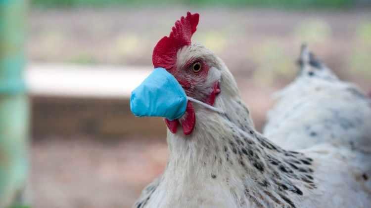 <p>Türkiye Gazetesi haberine göre Avrupa’da son yılların en büyük kuş gribi vakası yaşanıyor. Son 6 ayda 50 milyon kümes hayvanı telef oldu. AB ülkelerinde yumurta fiyatları yüzde 75 artış gösterdi. Aynı şekilde Rusya’da mevsimsel geçişler ve üretimde yaşanan sıkıntılar nedeniyle yumurta üretimi dip seviyeye indi. Ülkede yumurta fiyatları yüzde 45 arttı. Birçok ülkede yaşanan yumurta krizi Türkiye’deki üreticilere yaradı. AB ülkeleri Türkiye’den alımları artırdı.</p>
