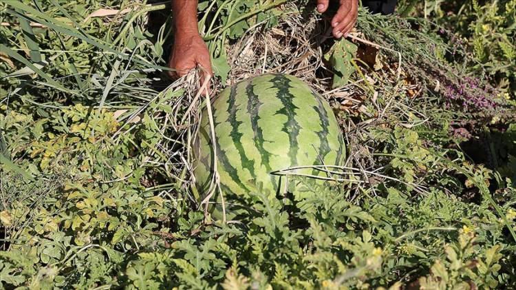 <p>DİYARBAKIR<br />
Diyarbakır Karpuzu</p>