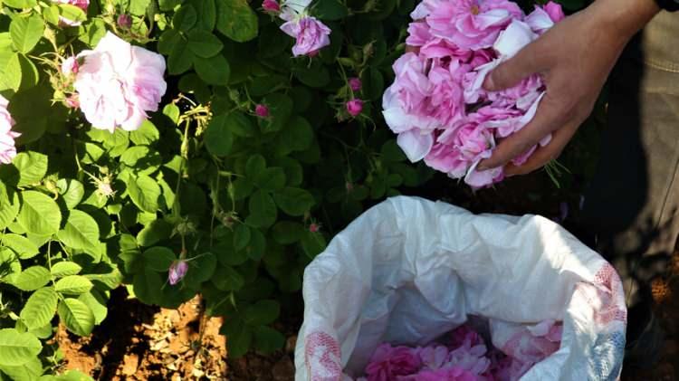 <p>ISPARTA<br />
Gül</p>
