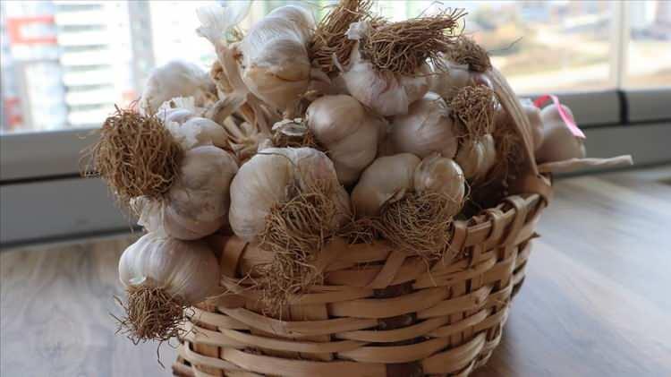 <p>KASTAMONU<br />
Taşköprü Sarımsağı</p>
