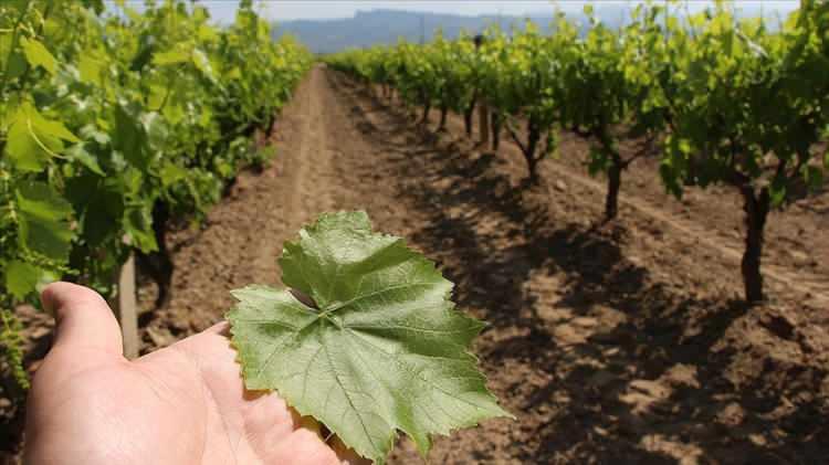 <p>TOKAT<br />
Asma Yaprağı</p>
