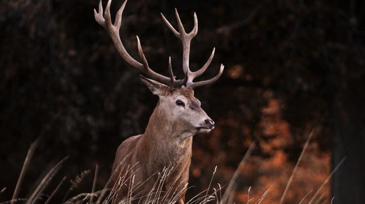 <p>Hayvanları salyalı, uyuşuk, tökezleyen ve boş bakar bir halde bırakan kronik zayıflama hastalığı (Chronic Wasting Disease/CWD) Wyoming'de 800 geyik, Kanada geyiği ve sığın örneğinde bulundu.</p>
<p> </p>