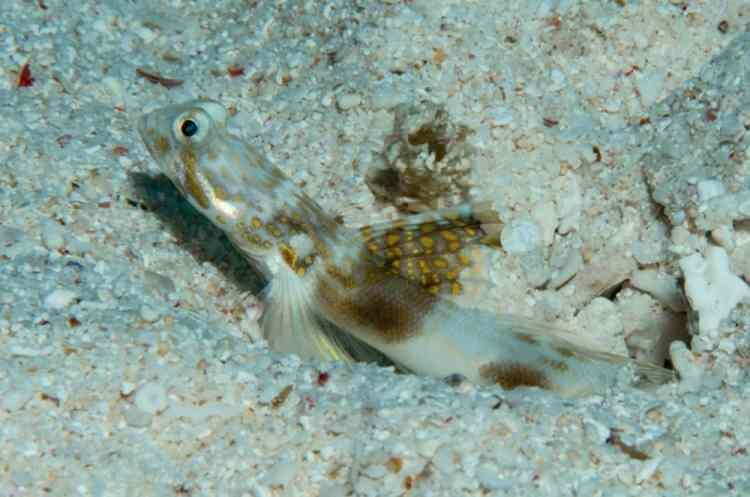 <div><strong>TOMIYAMICHTHYS ELLIOTENSIS</strong></div>
<div> </div>
<div> </div>
<div> </div>
<div>Avustralya'nın Büyük Set Resifi'ndeki Lady Elliot Adası'ndan bir manta vatozu bulmayı ümit eden araştırmacılar, Lady Elliot kayabalığı "Tomiyamichthys elliotensis" olarak adlandırdıkları bir karides kayabalığı buldular.</div>
<div> </div>
<div> </div>
<div> </div>
<div>Karides gobileri, yuvalarını koruyan ve yırtıcı hayvanlara karşı göz kulak olan sığ su resif balıklarıdır.</div>
<div> </div>