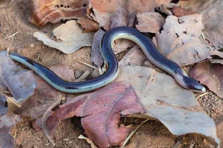 <div><strong>ACONTIAS MUKWANDO</strong></div>
<div> </div>
<div> </div>
<div> </div>
<div>Araştırmacılar, Angola'daki Serra da Neve'nin yamaçlarında "Acontias mukwando" adı verilen yeni bir bacaksız kertenkele türü tespit etti.</div>
