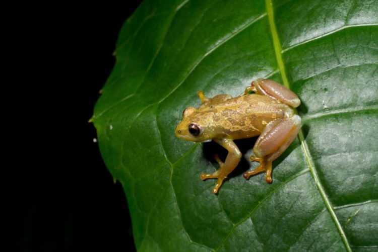 <div><strong>HYPEROLIUS UKAGURUENSIS</strong></div>
<div> </div>
<div> </div>
<div> </div>
<div>2023 yılında yüzlerce yeni tür keşfedildi. Tanzanya'nın Ukaguru Dağları'nda bulunan "Hyperolius ukaguruensis" adlı dikenli kamış kurbağası da bu yeni keşiflerden biri.</div>
<div> </div>
<div> </div>
<div> </div>
<div>Bu tür, sessiz olması ve diğer kurbağalarla karşılıklı ses çıkarmaması nedeniyle sıra dışı.</div>
