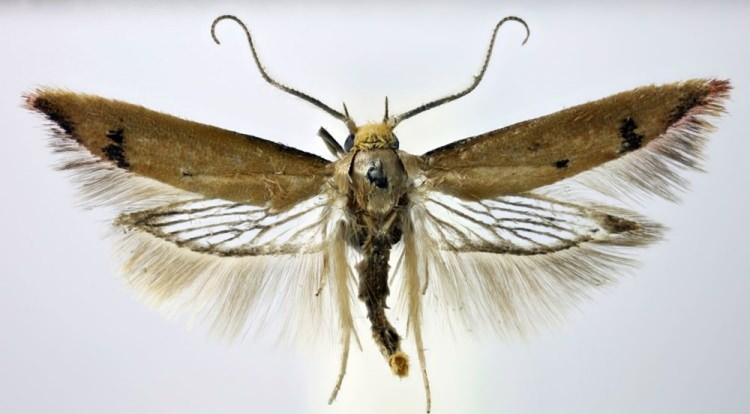 <div><strong>TACHYSTOLA MULLIGANAE</strong></div>
<div> </div>
<div> </div>
<div> </div>
<div>Amatör bir güve avcısı Londra'da "Tachystola mulliganae" güvesini tespit etti.</div>
<div> </div>
<div> </div>
<div> </div>
<div>Bilim insanları bu yeni türün Batı Avustralya'ya özgü olduğunu belirledi.</div>