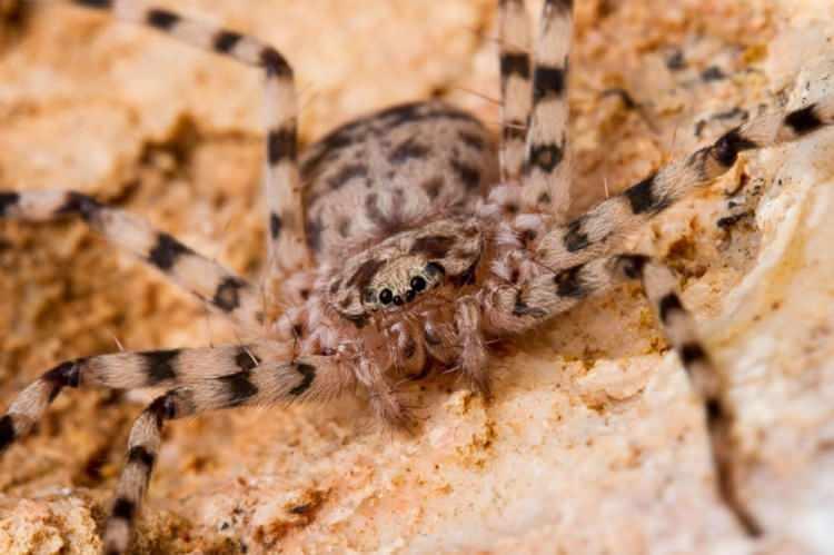<div><strong>KARAOPS DEJONGI</strong></div>
<div> </div>
<div> </div>
<div> </div>
<div>"Karaops dejongi", California Bilimler Akademisi araştırmacısı Sarah Crews tarafından bulunan 19 yeni yassı örümcek türünden biri.</div>
<div> </div>
<div> </div>
<div> </div>
<div>Bu düz, minik örümcekleri yakalamak ve incelemek inanılmaz derecede zor.</div>