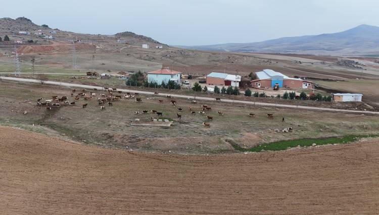 <p>İşletme sahibi ailenin en büyük sorunları ise hayvanları ile ilgilenecek çoban bulamamaları. Çobanlara ise aylık 35 ila 40 bin lira arasında maaş ödüyorlar.  Ilıcan ailesi, sektördeki yatırımlarını sürdürerek üretim kapasitesini daha da artırmayı ve bölgedeki hayvancılık faaliyetlerinin gelişimine katkı sağlamayı hedefliyor.</p>
