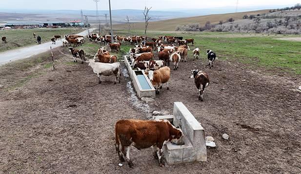 <p>Kırıkkale'de tarım ve hayvancılıkla uğraşan aile, devletten aldıkları <strong>yüzde 50 hibe ile 50 besilik hayvan</strong> aldıklarını ve işletmelerindeki toplam hayvan sayısının 500 geçtiğini kaydetti.</p>
