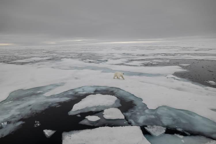 <p>3. Ulusal Arktik Bilimsel Araştırma Seferi'ni gerçekleştiren 11 kişilik bilim heyeti, "PolarXplorer" isimli araştırma gemisiyle 81 derece kuzey enleminde bulunan deniz buzu hattına kadar ulaştı. On birinci örnekleme noktasında rutin çalışmalarını yürüten bilim insanları, örneklemelerin ilk saatinde, iki kutup ayısının gemiye yaklaşmasıyla çalışmalarına ara vermek zorunda kaldı.</p>