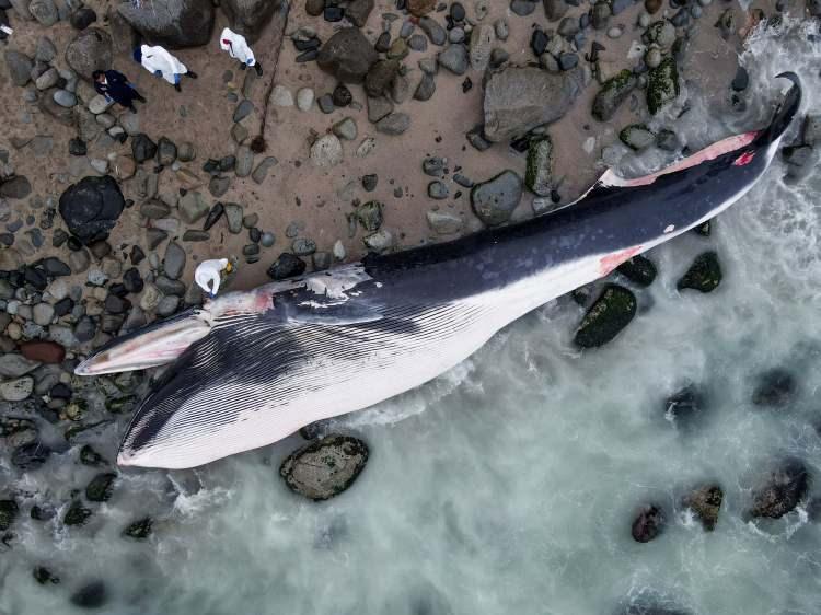 <p>: Peru’nun başkenti Lima’da dev balina ölüsü Punta Hermosa plajı kıyısına vurdu. Peru Deniz Enstitüsü (IMARPE) araştırma ekibi, balinanın ölüm nedenini belirlemek için çalışma yaptı.</p>

