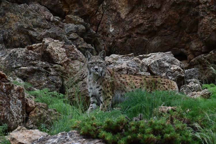 <p>Nesli tükenme tehlikesiyle karşı karşıya olduğu için birinci derecede koruma altında bulunan ve Uluslararası Doğayı Koruma Birliğinin (IUCN) kırmızı listesinde yer alan vaşak (lynx lynx) görüntülendi.</p>

<p> </p>
