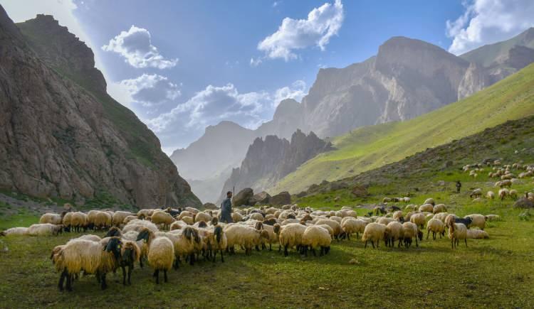 <p>Doğu ve Güneydoğu Anadolu bölgelerindeki sıcak illerden gelen göçer aileler, yaz boyunca, serin havası, temiz su kaynakları ve verimli otlakların bulunduğu Van ve Hakkari'deki yüksek rakımlı yaylalarda konaklıyor.</p>

<p> </p>
