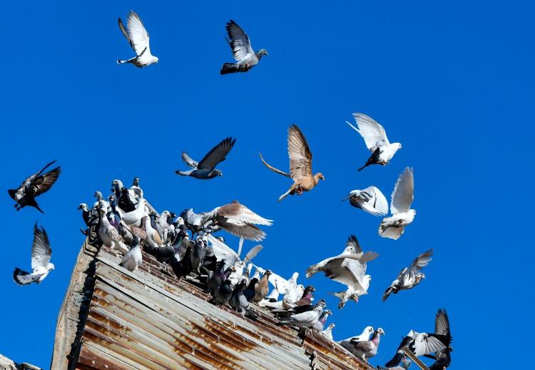 <p>&nbsp;Gaziantep'in İslahiye il&ccedil;esinde, &ldquo;asrın felaketi&rdquo; olarak nitelendirilen depremler nedeniyle yıkılan iki katlı Dağlı Apartmanı'nda hayatını kaybeden B&uuml;lent Korkmaz&rsquo;ın beslediği g&uuml;vercinleri enkazın &uuml;st&uuml;nden ayrılmadı.</p>
