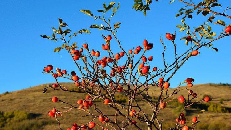 <p><strong>Gümüşhane: </strong></p>

<p>Satala Antik Kenti, Kuşburnu, Şelale</p>

<p> </p>
