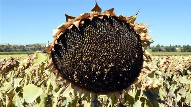 <p><strong>Kırklareli: </strong></p>

<p>Bıldırcın Kağıt Kebabı, Kakava Şenlikleri, Çekirdek</p>

<p> </p>
